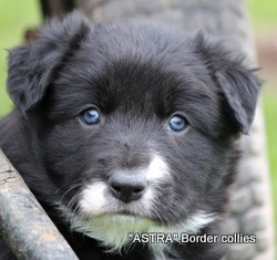 Black and white Male border collie puppy